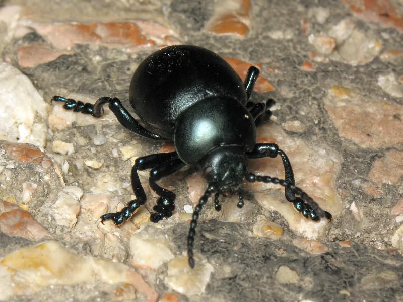 Timarcha tenebricosa (Fabricius, 1775)